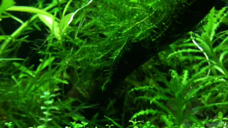 Flammenmoos Flammenmoos