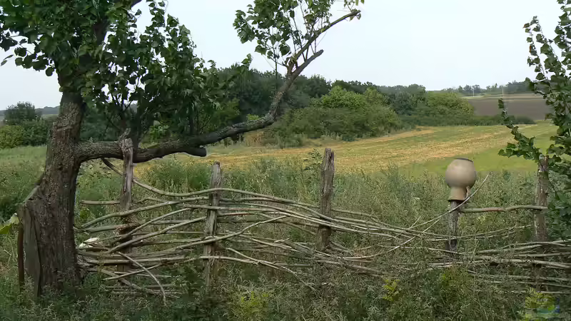 Flechtzaun - Natürlicher Sichtschutz mit Tradition und moderner Gartenästhetik