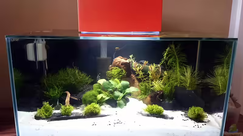 Einrichtungsbeispiele für Fluval Edge