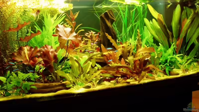 Foto vom 29.05.08 Foto vom 29.05.08