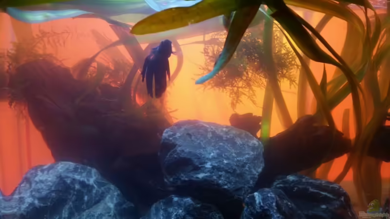 Fridolin ist gerade erst eingezogen Fridolin ist gerade erst eingezogen