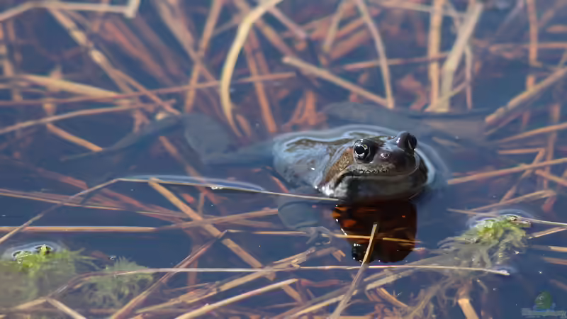 Frösche: Welche Arten kannst du in deinem Garten beobachten?