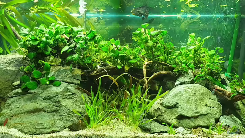 Front Anubias between big stones Front Anubias between big stones