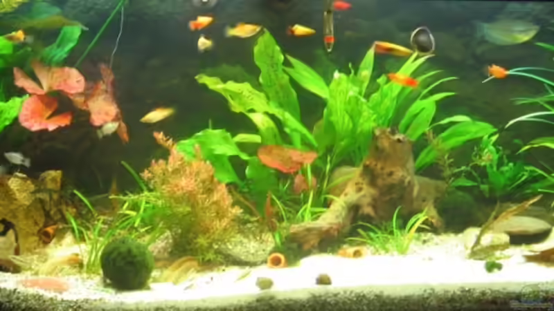 Frontal Ansicht Frontal Ansicht