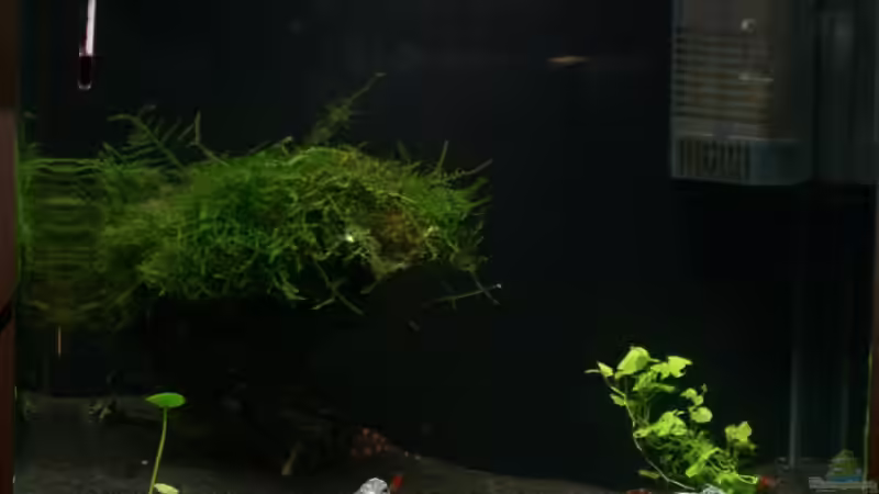 Frontalansicht: 23.03.2009 Frontalansicht: 23.03.2009