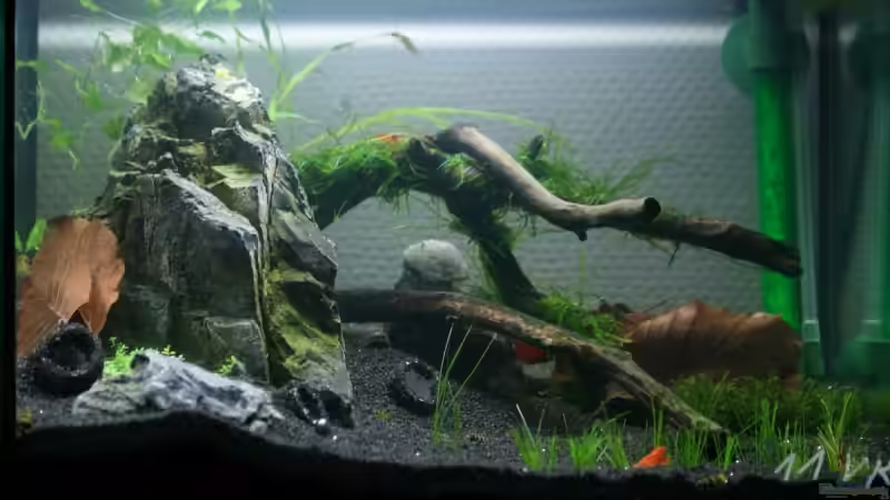 Frontalansicht 23.03.2009 Frontalansicht 23.03.2009