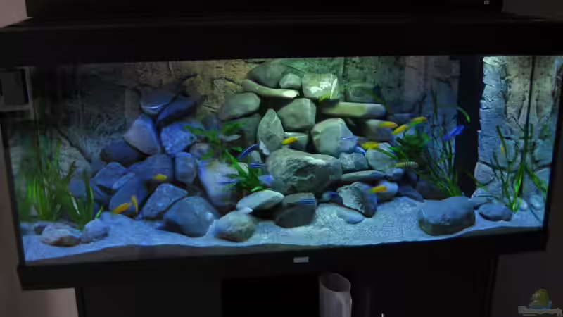 Frontalansicht Aquarium Frontalansicht Aquarium