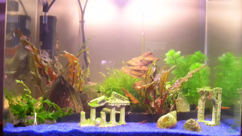 Frontalansicht Frontalansicht