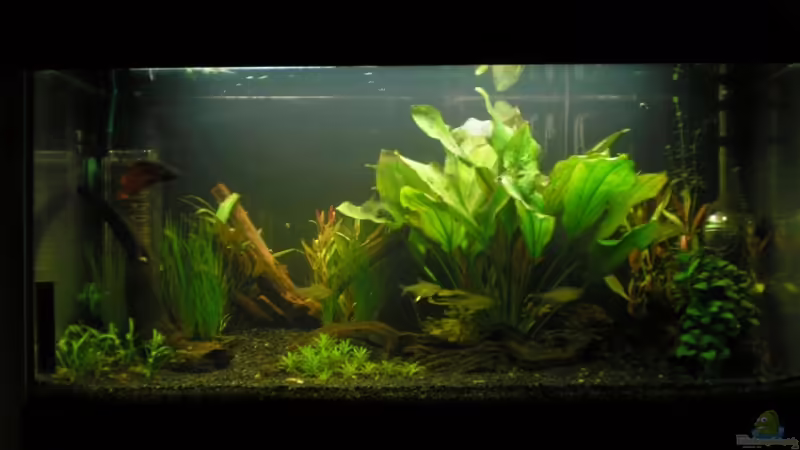 Frontalansicht Frontalansicht