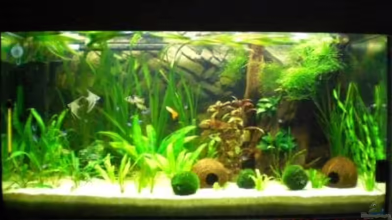 Frontalansicht Frontalansicht