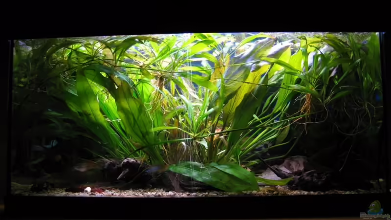 Frontaler Blick Frontaler Blick