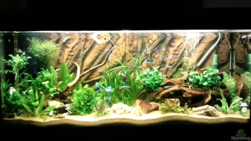 Frontansicht 14 Tage nach Ersteinrichtung Frontansicht 14 Tage nach Ersteinrichtung