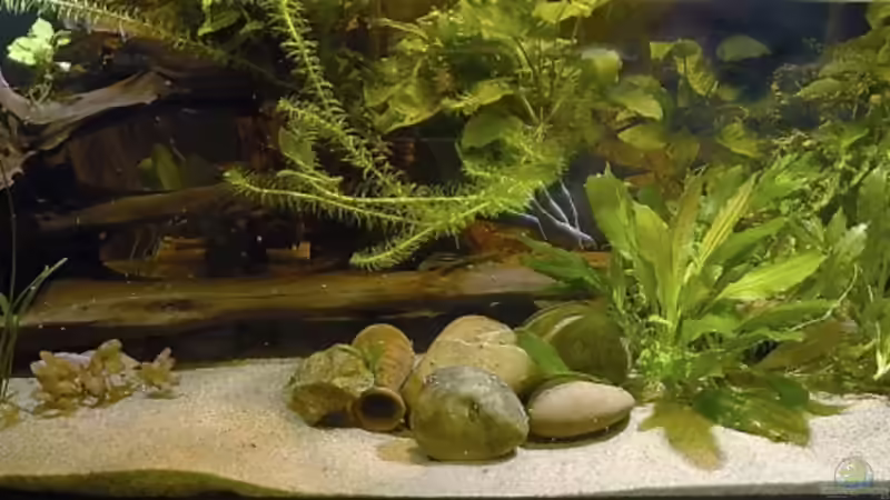 Frontansicht 2008 Frontansicht 2008