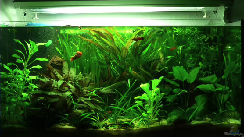 Frontansicht 26.11.2009 Frontansicht 26.11.2009