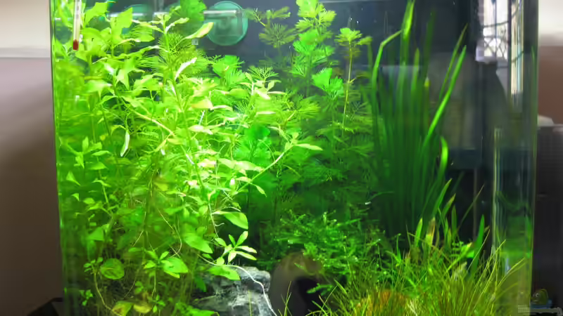 Frontansicht 30l Cube Frontansicht 30l Cube