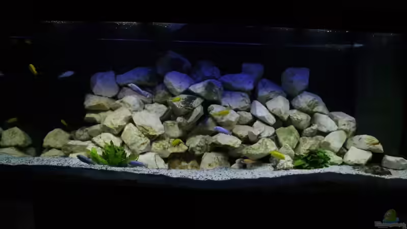 Frontansicht Aquarium Frontansicht Aquarium