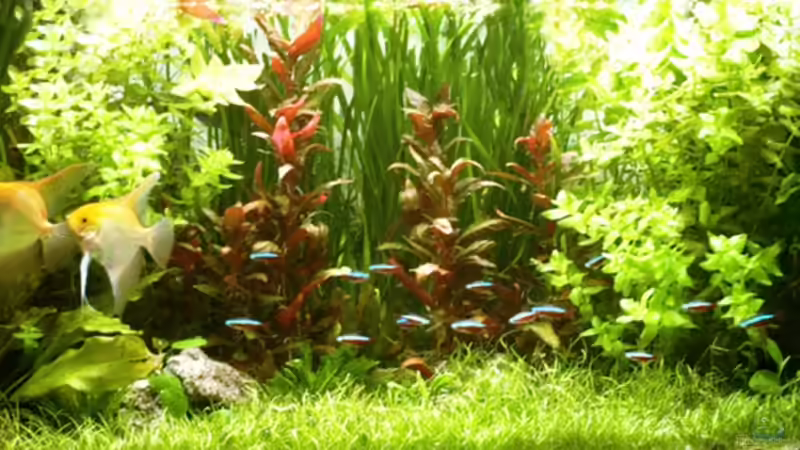 Frontansicht Januar 2009 Frontansicht Januar 2009