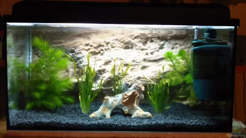 Frontansicht meine Wirbellose Frontansicht meine Wirbellose