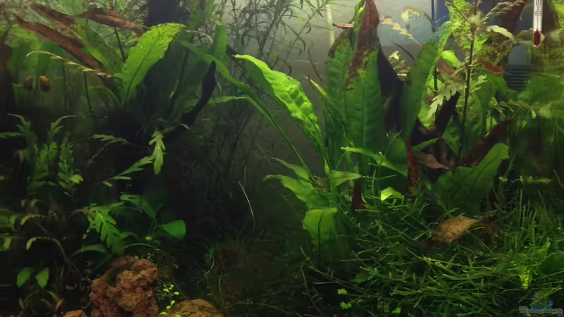 Frontansicht nach ca. 4 Monaten Frontansicht nach ca. 4 Monaten