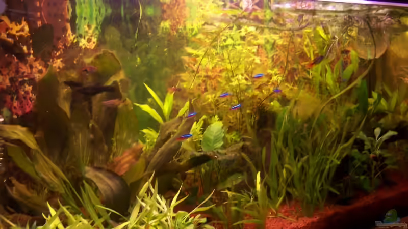 Frontansicht Frontansicht