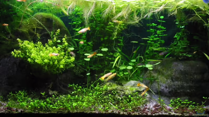 Frontansicht Frontansicht