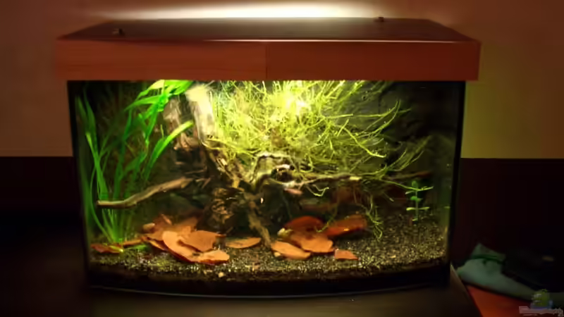 Frontansicht Frontansicht