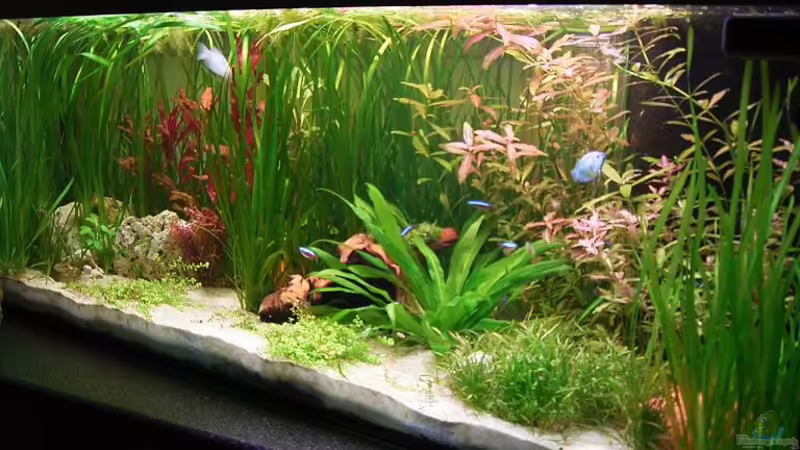 Frontansicht Frontansicht