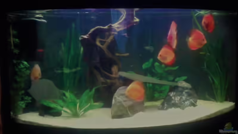 Frontansicht Frontansicht