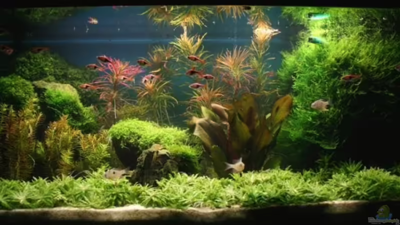 Frontansicht Frontansicht