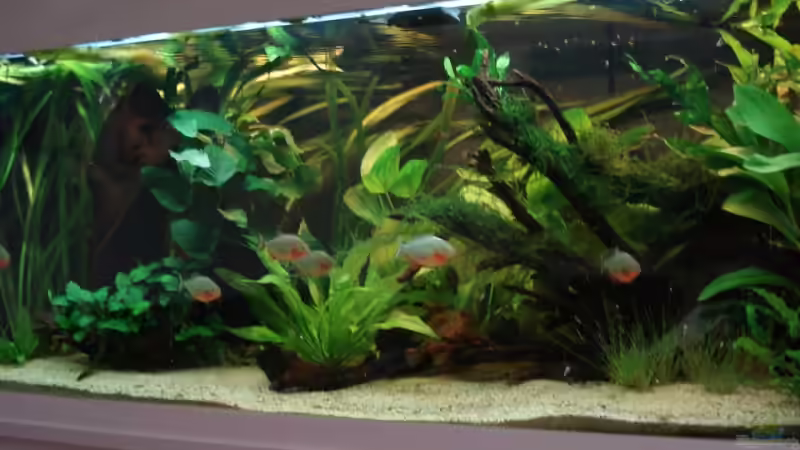 Frontansicht Frontansicht