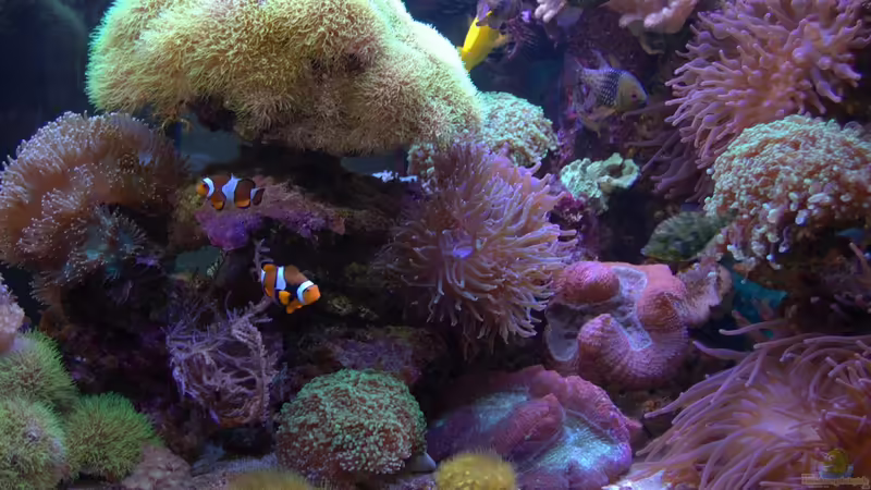 Frontansicht Frontansicht