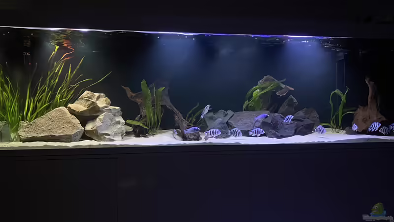 Frontosa Imperium Frontosa Imperium