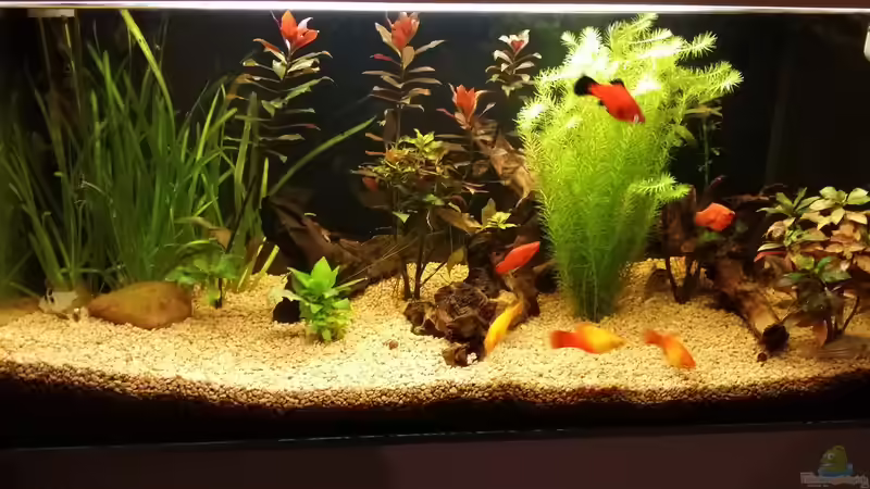 Frontsicht Frontsicht