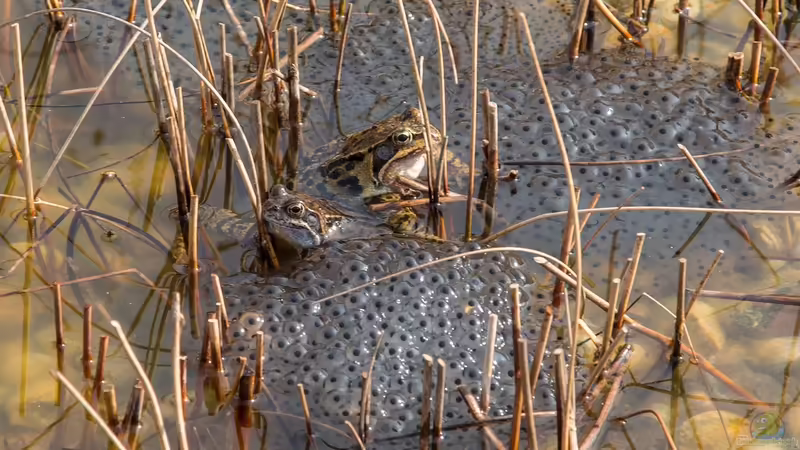 Frosch, Kröte oder Molch? Amphibienlaich im Gartenteich unterscheiden