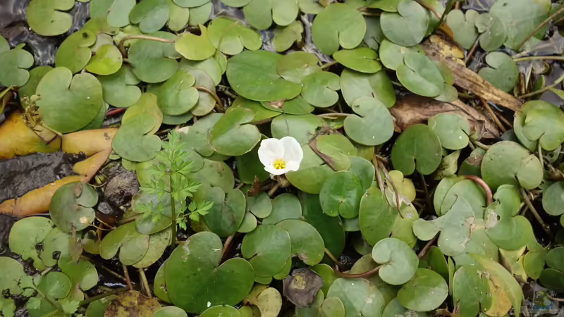Froschbiss im Vergleich: Der Unterschied zwischen Europäischen und Amerikanischen Froschbiss