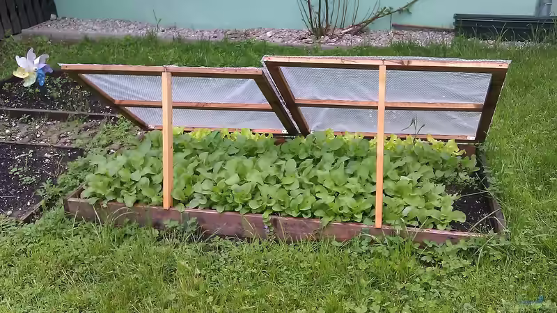 Frühbeet planen: Welche Pflanzen sind geeignet?