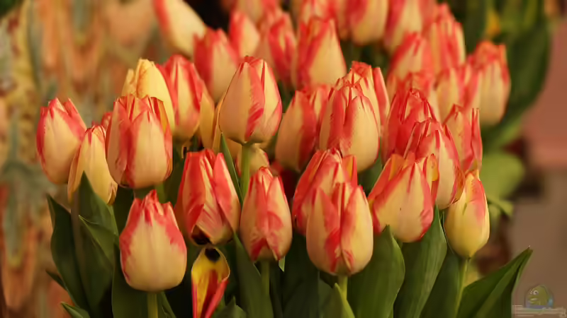 Frühblüher im Haus: Auspflanzen nach der Blüte