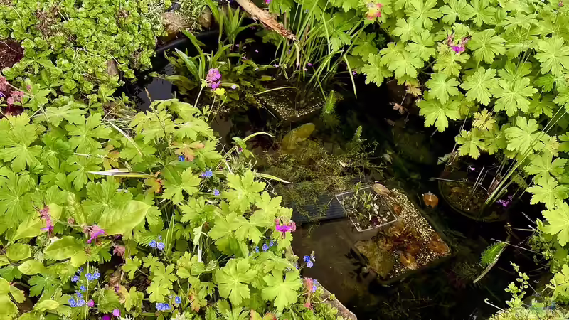 Frühjahr….es beginnt zu wachsen und gedeihen Frühjahr….es beginnt zu wachsen und gedeihen