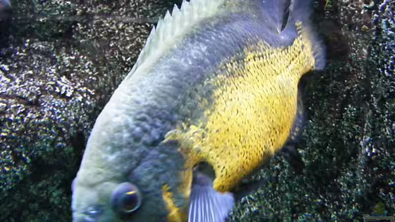 Für Eb vom Aquaflyer aus dem Artenverzeichnis - der Pfauenaugenbuntbarsch