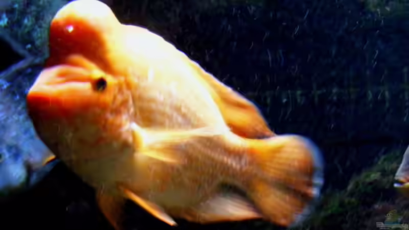 Für Eb vom Aquaflyer aus dem Artenverzeichnis - Zitronenbuntbarsch