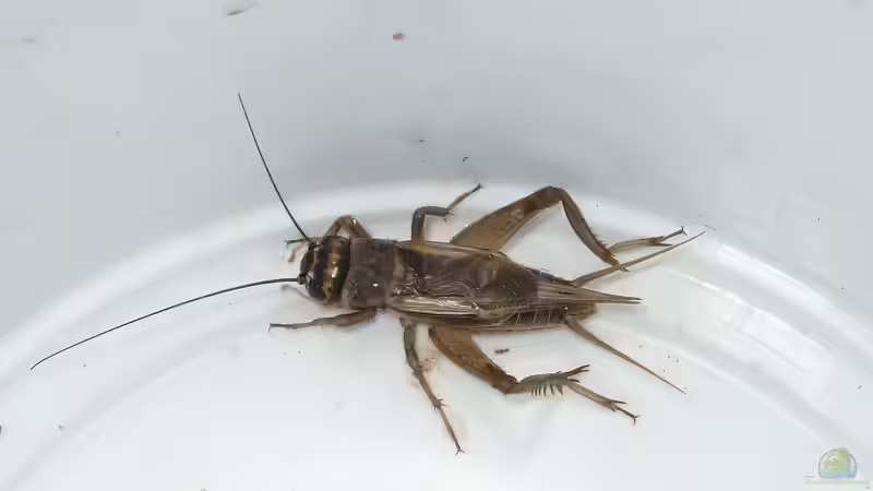 Futtertiere fürs Terrarium selbst züchten