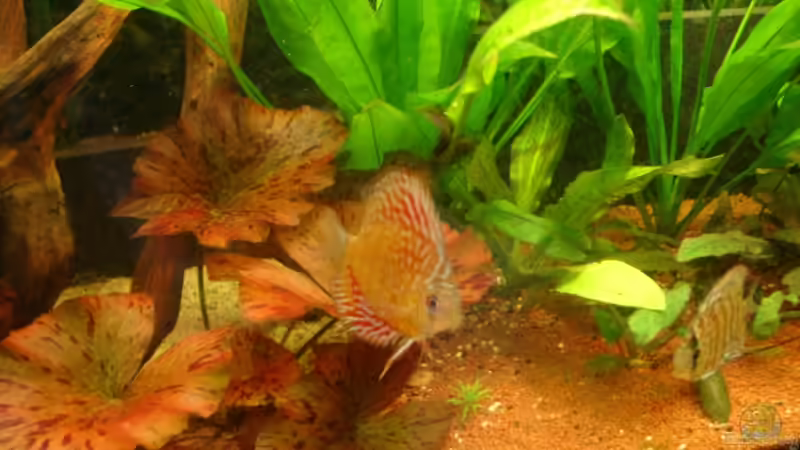 Ganz Beleuchtet Ganz Beleuchtet