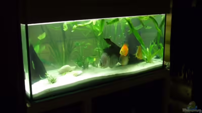 Ganz Frisch Ganz Frisch