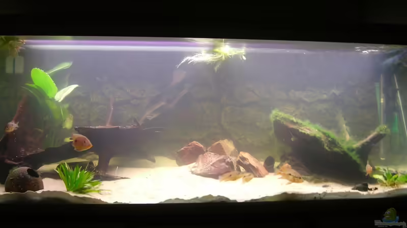 Ganz neu, jetzt mit Geophagus! Ganz neu, jetzt mit Geophagus!