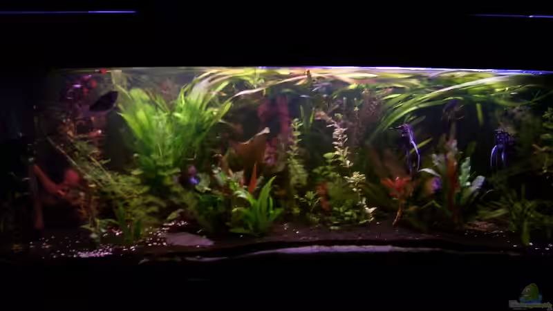 ganzes becken ganzes becken