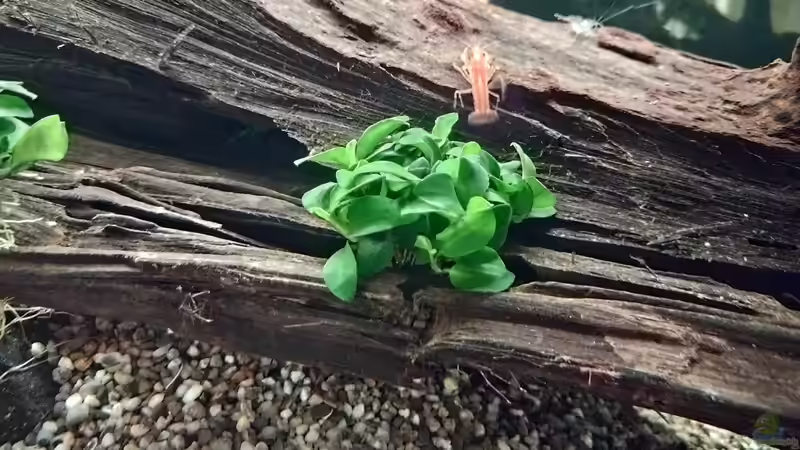 Garnele oder Krebs: Wo sind die Unterschiede?