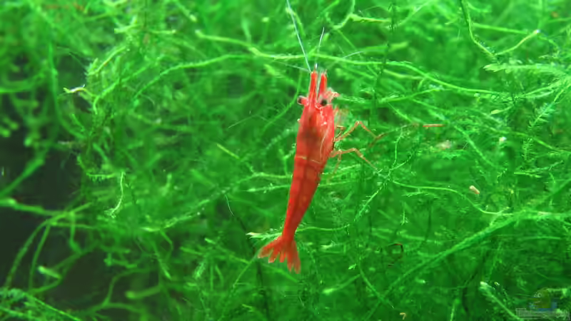 Garnelen der Gattung Neocaridina im Aquarium halten