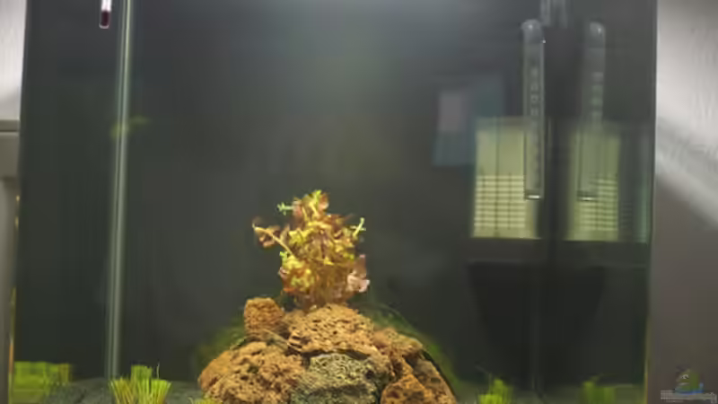 Garnelen Kliff Garnelen Kliff