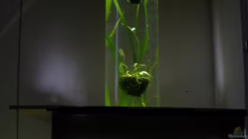 Garnelenbecken mit Säule Garnelenbecken mit Säule