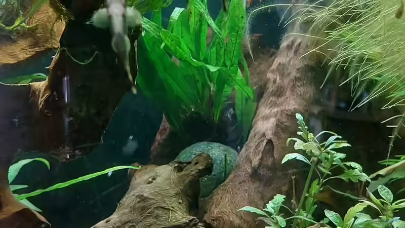 Aquarien mit Garra-Arten